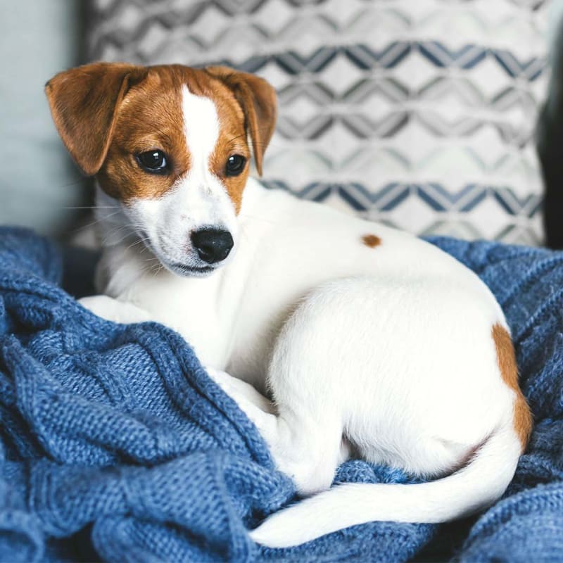 Breeding consultations and services for cats & dogs, Eastham Vet
