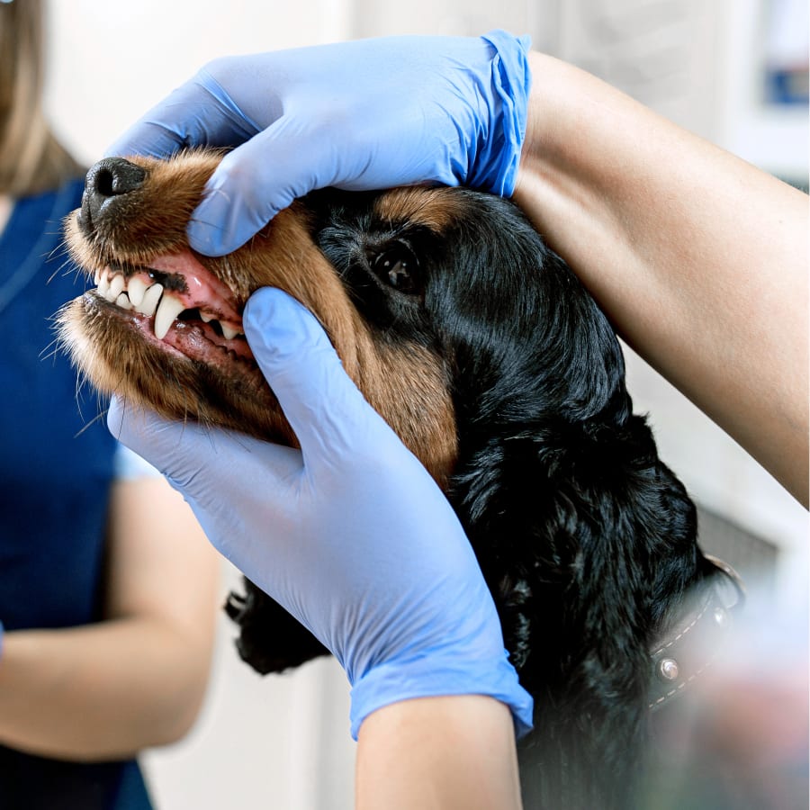 Veterinary Dental Services, Eastham