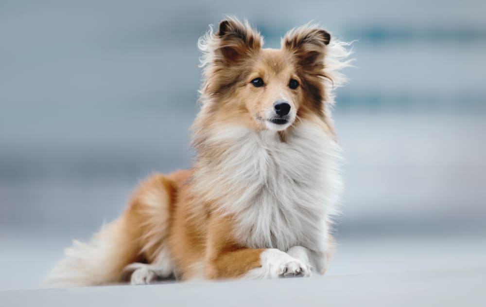 Eastham Veterinary Hospital, Eastham