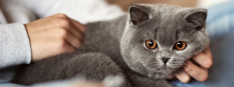 Eastham Veterinary Hospital, Eastham