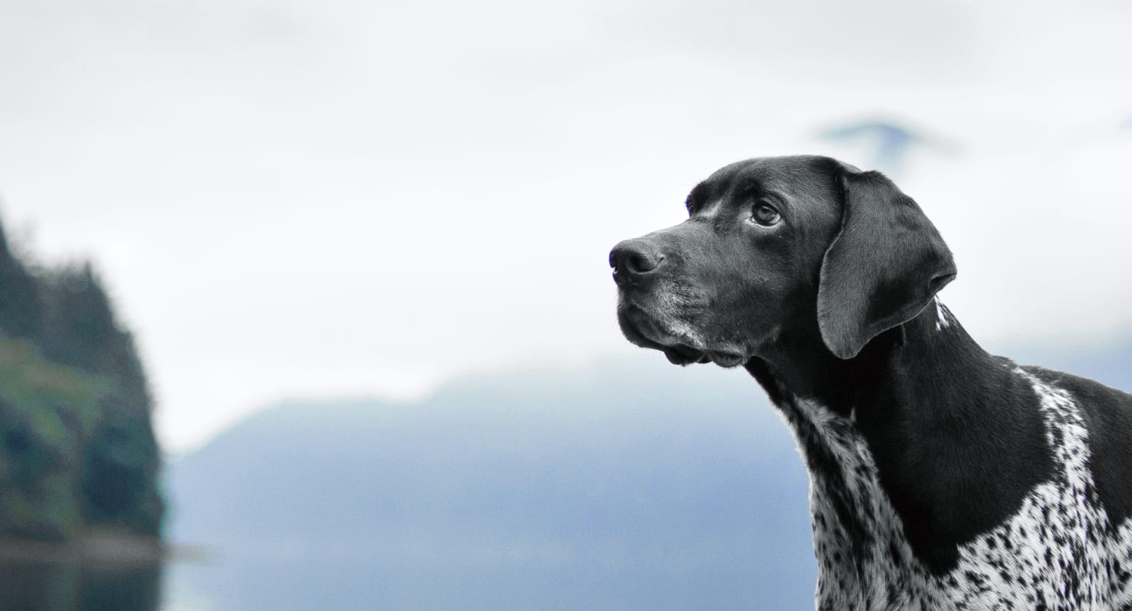 Dog vet testimonials background